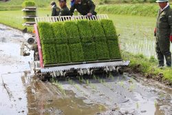 田んぼに雑草よけの黒い紙を敷き詰め田植えを行う。それでも無農薬栽培の草取りは重労働だ