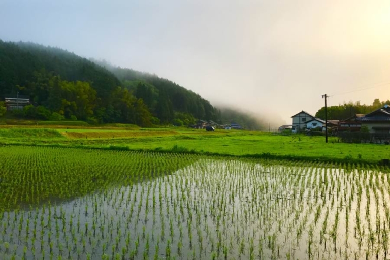 規制撤廃後の農事用電力、大手電力が存続を表明｜電気新聞
