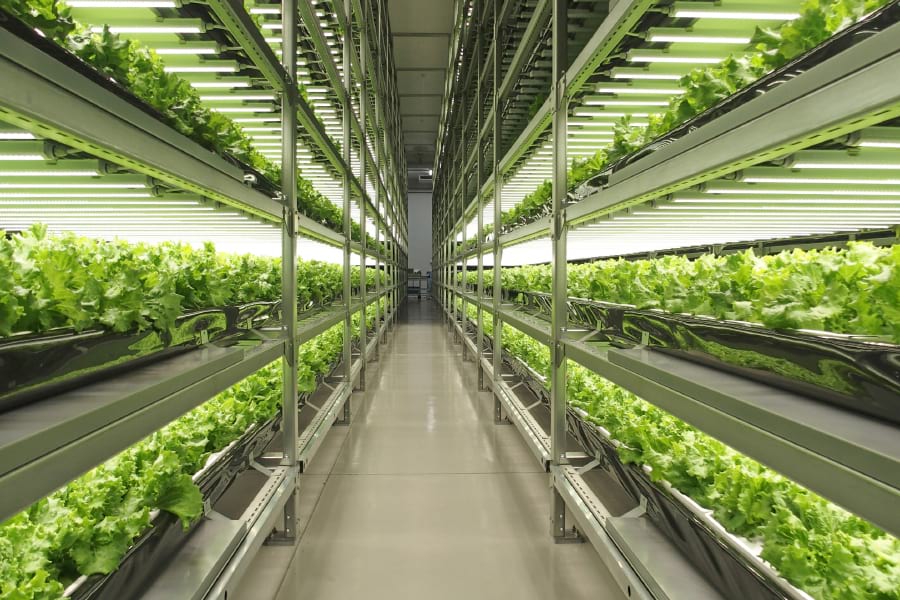 東京電力エナジーパートナー(EP)など3社の合弁会社が建設した植物工場(写真)でこのほど、報道陣向けの見学会が開かれた。7月1日に操業を開始して以降、レタスを栽培。8月17日に初出荷を迎え、現在は1日当たり約800キログラム分を主にコンビニのベンダー向けに出荷している。段階的に生産量を増やし、1年後にはフル稼働体制に入る。1日当たり最大5トンの生産量、年間十数億円の売り上げを目指す