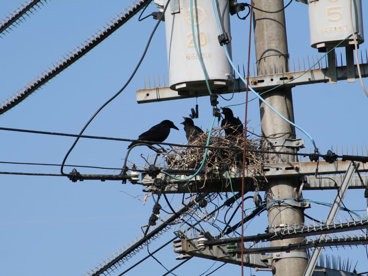 カラスの巣、ＡＩで発見。配電設備の巡視作業を効率化｜電気新聞