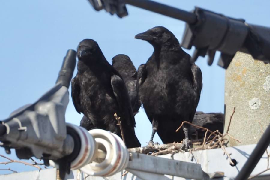 求む、カラス営巣の写真投稿｜電気新聞