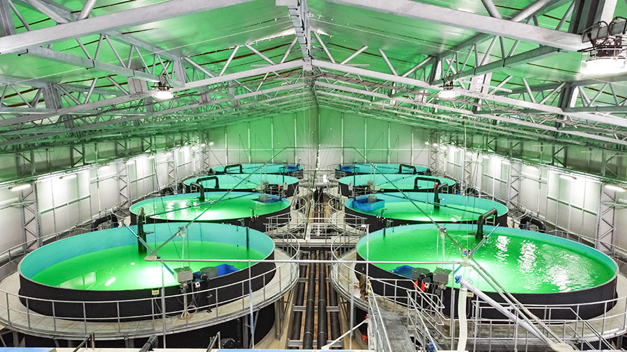 サーモンの陸上養殖設備