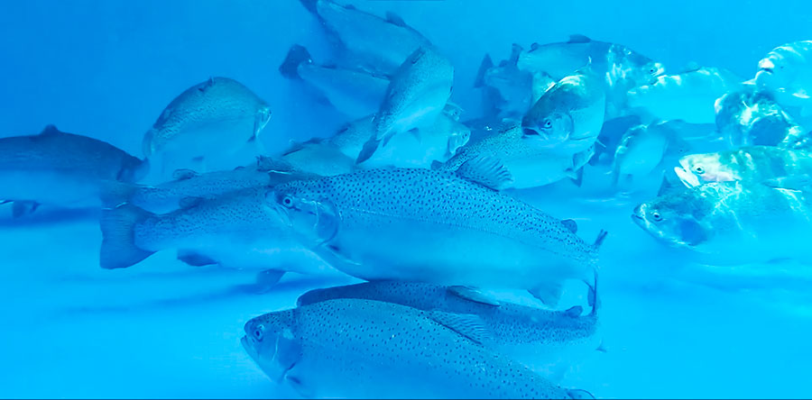 陸上養殖されたサーモン